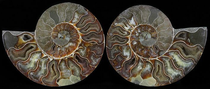 Polished Ammonite Pair - Agatized #54328